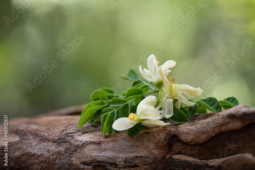 Moringa green leaves and flowers on nature background. photo