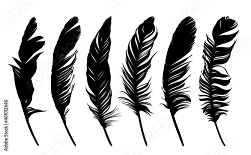 Set feathers of various birds.