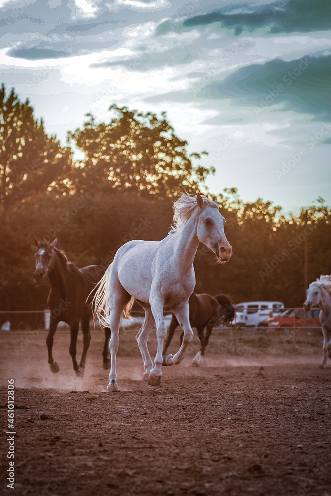 Obraz premium white horse in the desert