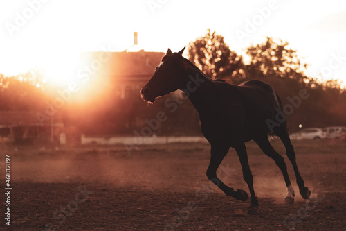 silhouette of horse in sunset