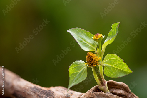 Para cress or acmella oleracea flowers and green leaves on nature background. photo