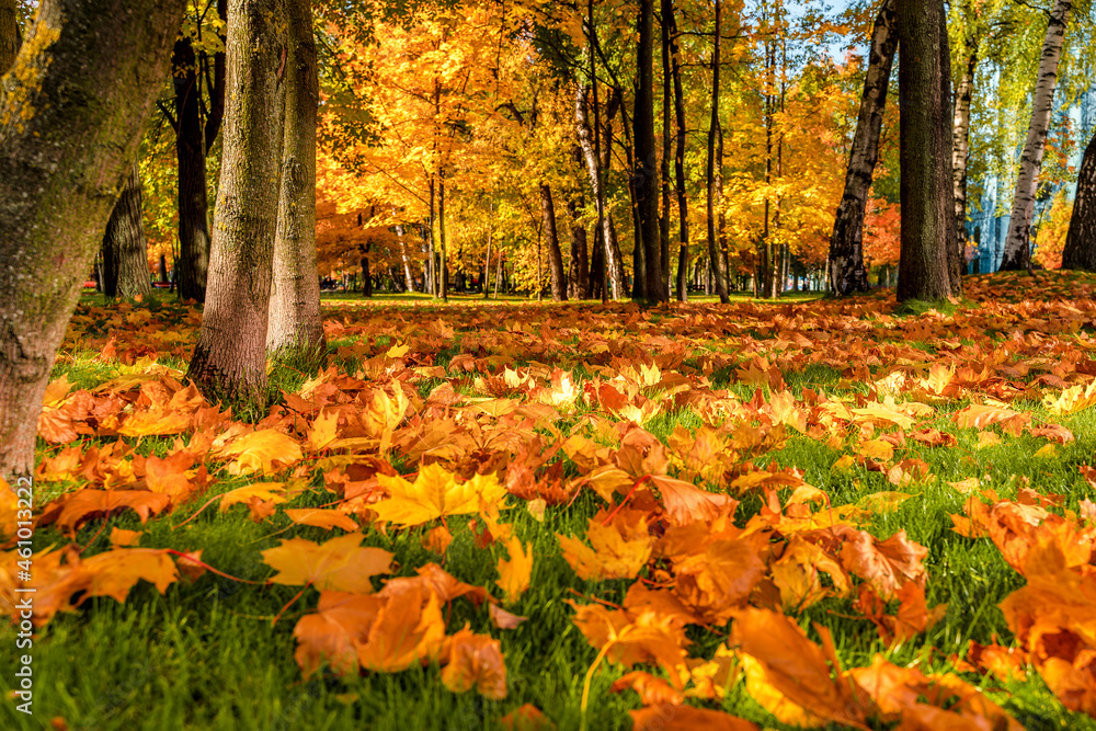 Beautiful cozy autumn landscape, a park with colorful leaves on a sunny day Beautiful cozy autumn landscape, a park with colorful leaves on a sunny day