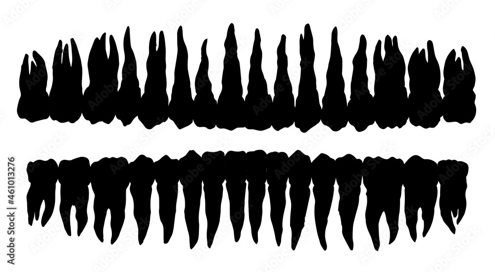 The layout of the teeth. Vector drawing Stock Vector | Adobe Stock