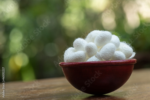 Dried white cocoon on nature background. photo