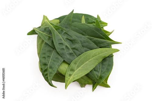 Kariyat or andrographis paniculata  green leaves isolated on white background.top view flat lay.