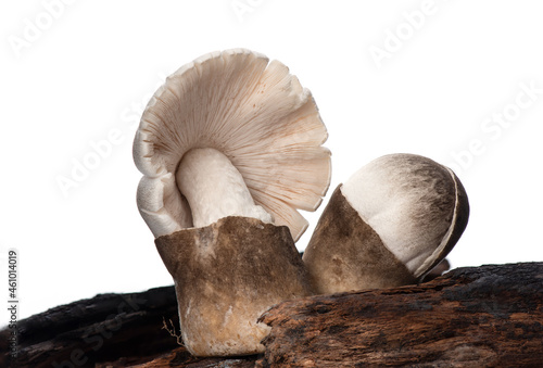 Volvariella volvacea,mushrooms isolated on white background. photo