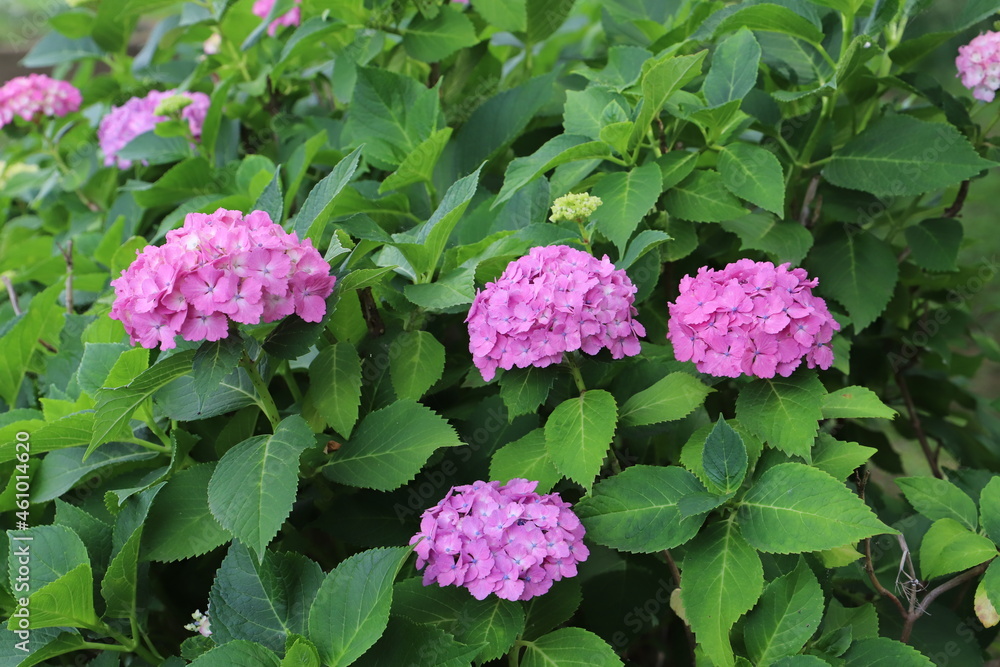 初夏の庭に咲くピンク色のアジサイの花