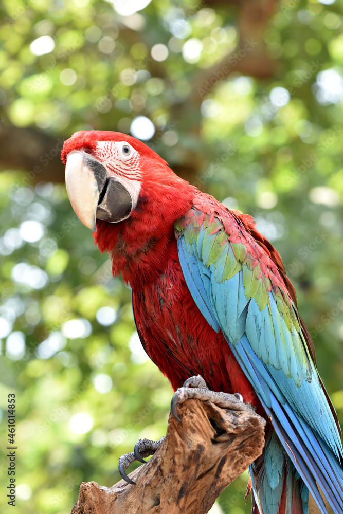 Macaw, bird on natural background.