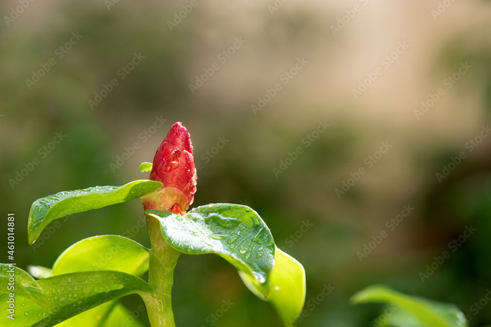 Crepe ginger, or cheilocostus speciosus,flower on nature background. Crepe ginger, or cheilocostus speciosus,flower on nature background.
