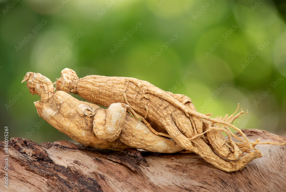 Reishi or lingzhi mushroom on nature background. Reishi or lingzhi mushroom on nature background.