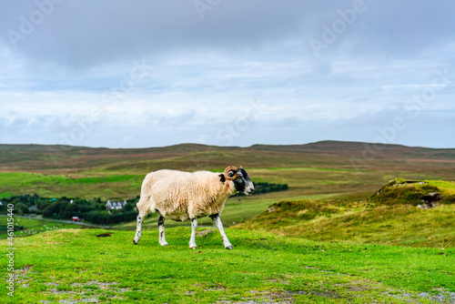 A sheep on Isle of Skye