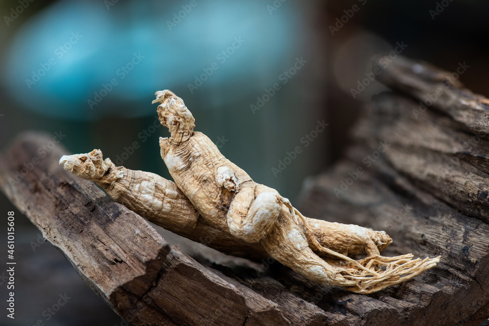 Dried ginseng on bokeh nature background. Dried ginseng on bokeh nature background.