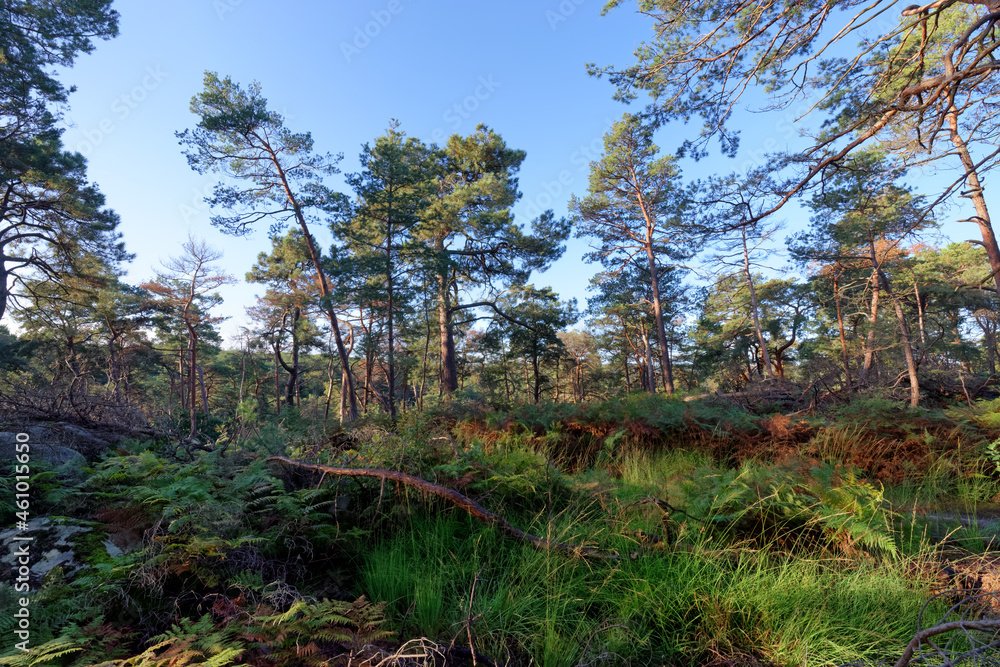 Denecourt hink path number 3 in the Cassepot rock. fontainebleau forest