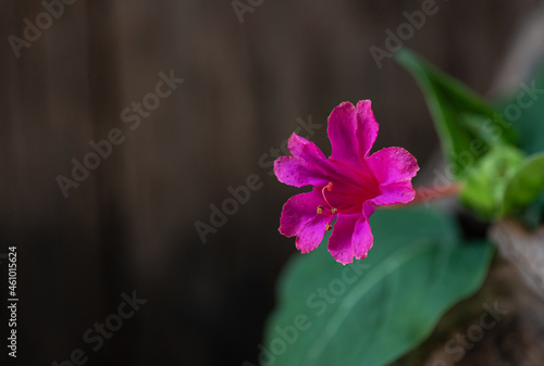 Marvel of peru or mirabilis jalapa flower on an old wooden background.