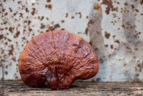 Reishi or lingzhi mushroom on an old steel background.