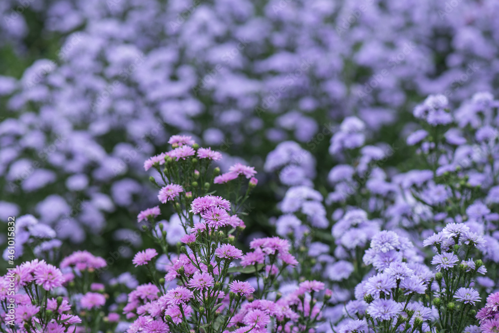 Marguerite purple flowers on nature background. Marguerite purple flowers on nature background.