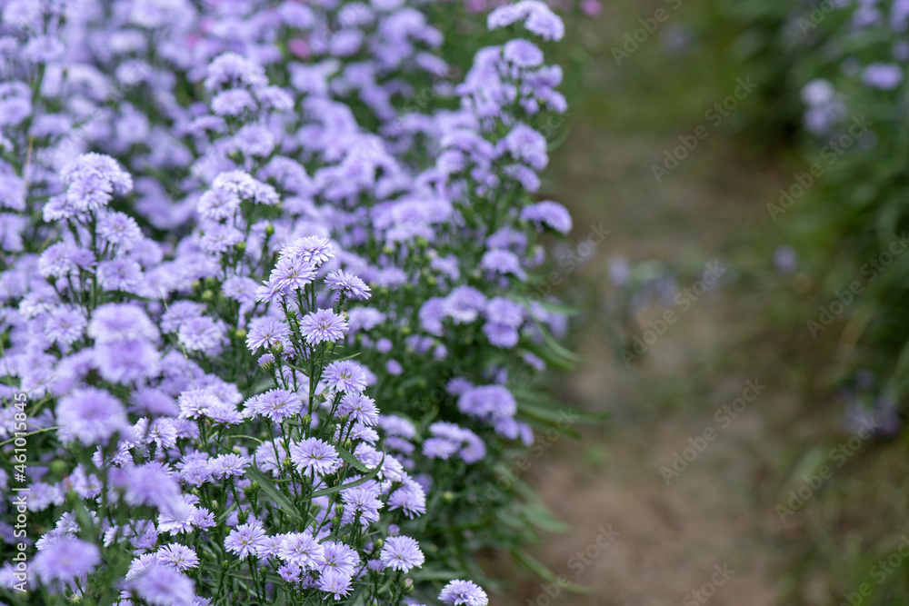 Marguerite purple flowers on nature background.