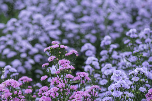 Marguerite purple flowers on nature background.