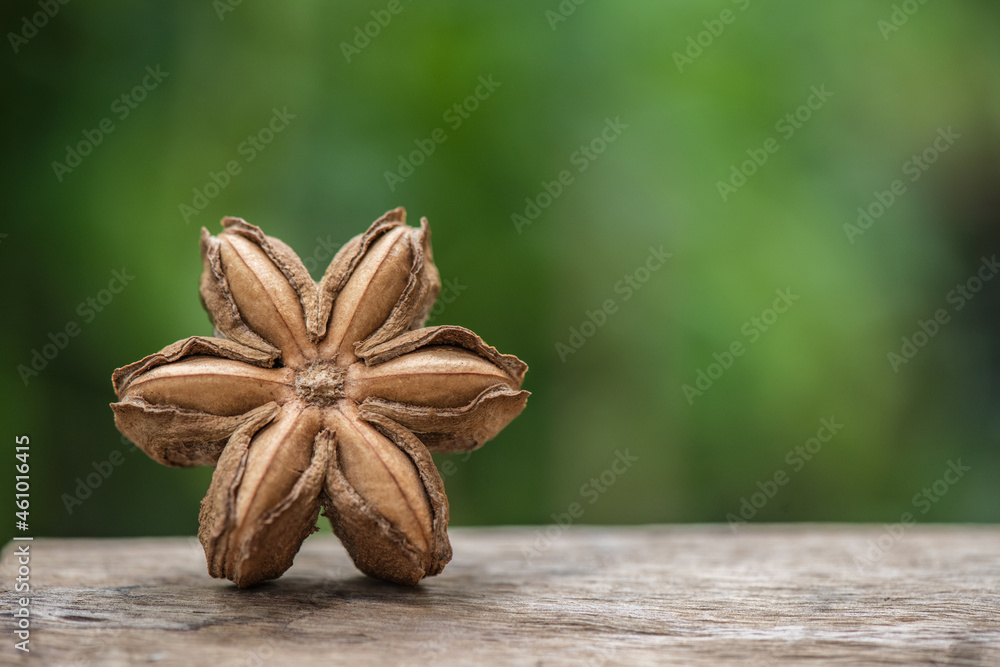 Sacha inchi or plukenetia volubilis ,dried fruits on nature background. Sacha inchi or plukenetia volubilis ,dried fruits on nature background.
