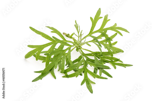 Mugwort or artemisia vulgaris green leaves isolated on white background.