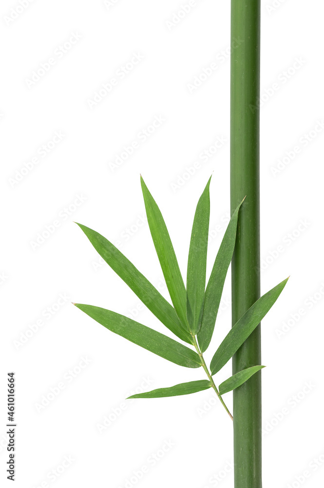 Obraz premium Bamboo green leaves and wood isolated on white background with clipping path.