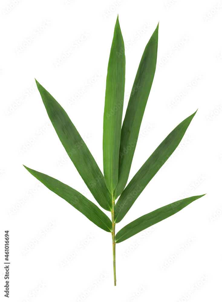 Bamboo green leaves isolated on white background with clipping path. top view,flat lay.