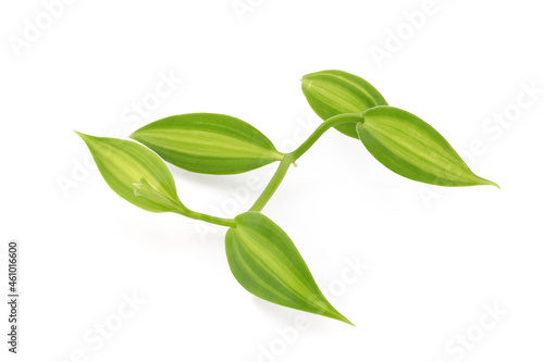 Vanilla branch green leaves isolated on white background with clipping path. © wasanajai