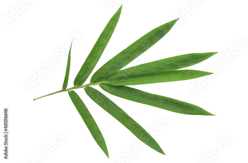 Bamboo green leaves isolated on white background with clipping path. top view,flat lay.