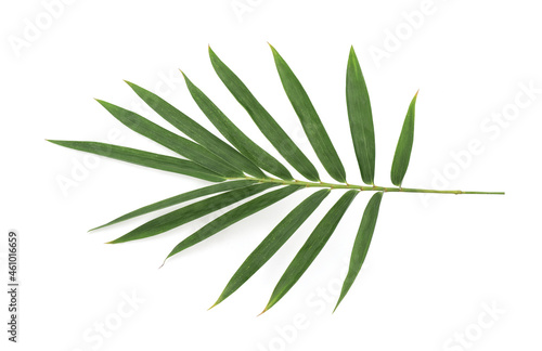 Bamboo green leaves isolated on white background with clipping path. top view flat lay.