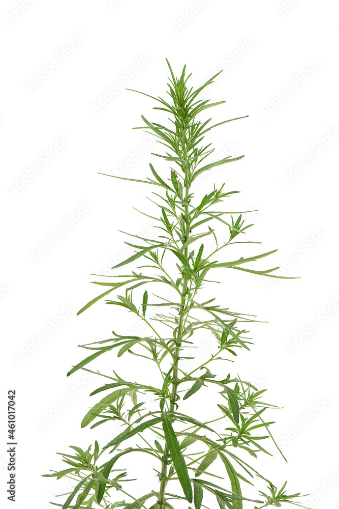 Mugwort or artemisia annua branch green leaves isolated on white background.