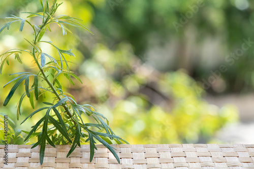 Empty bamboo wood floor and mugwort or artemisia annua trees on bokeh nature background.