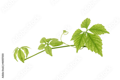 Gynostemma pentaphyllum or jiaogulan branch green leaves isolated on white background with clipping path.