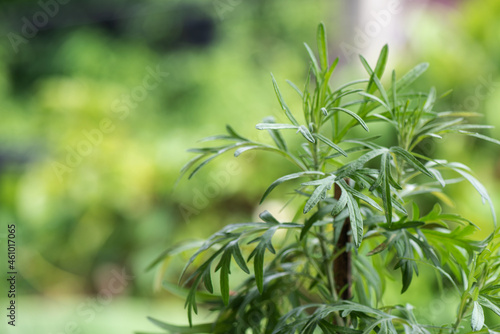 Mugwort or artemisia annua branch green leaves on nature background.