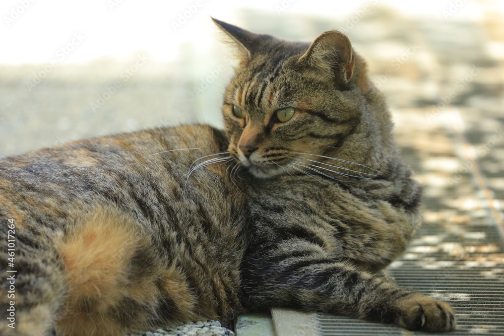 portrait of a cat