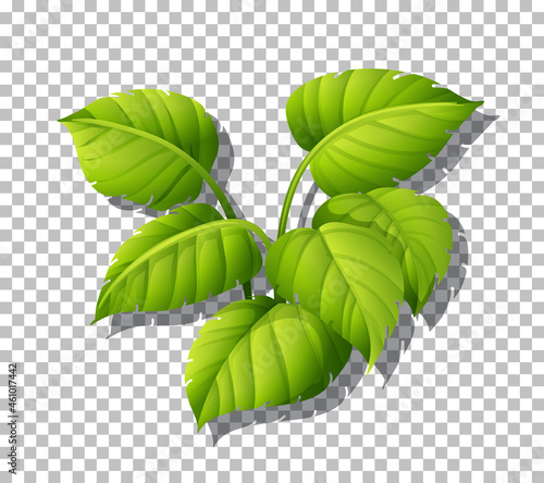 Tropical plant on transparent background