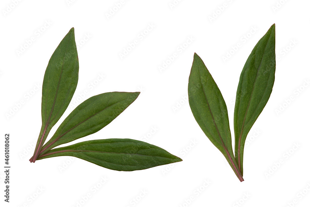 Eupatorium fortunei Turcz leaves isolated on white background with clipping path. top view,flat lay.
