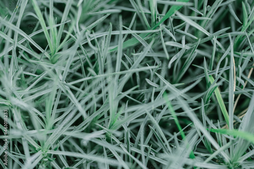 texture of green shoots ground cover flowers close-up texture of green shoots ground cover flowers close-up