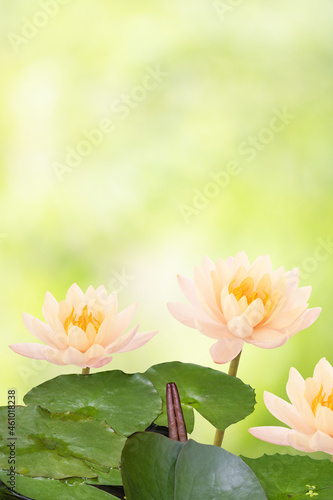 Water lily or nymphaea nouchali flower on boken nature background with clipping path.