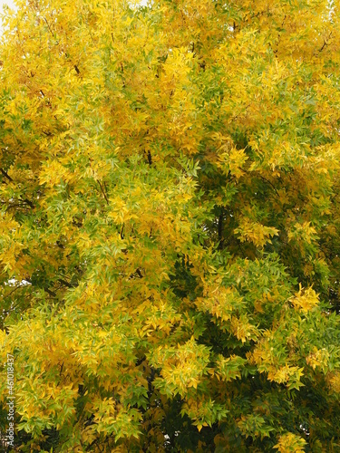Jesienne barwy w liściach i drzewach
