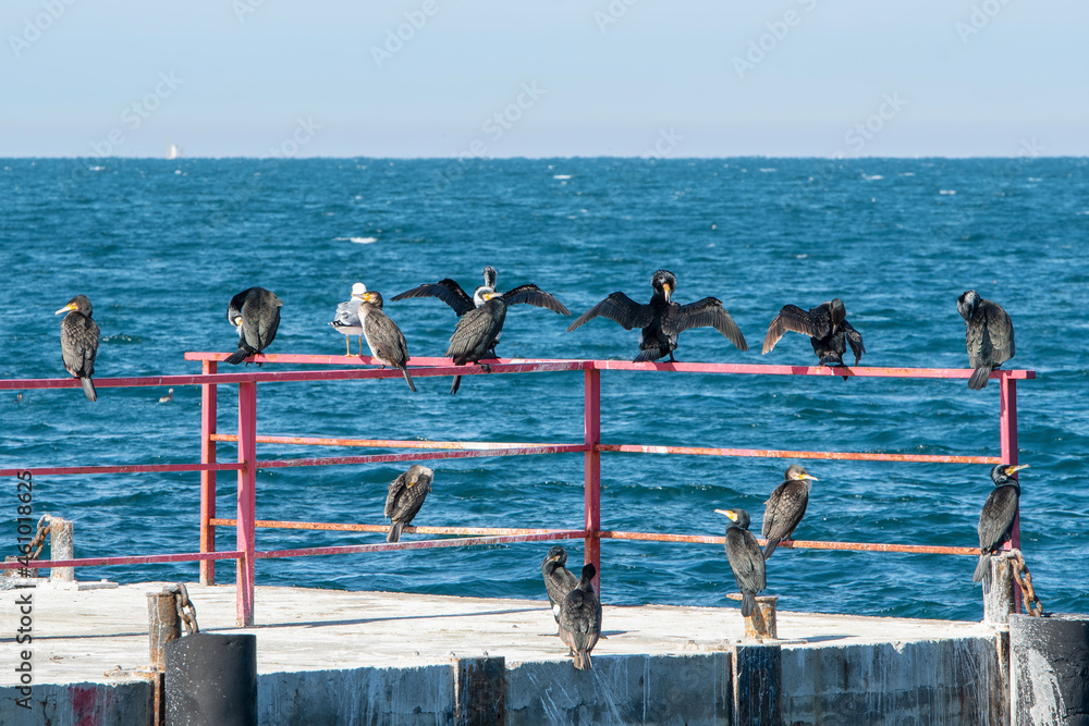 Cormorants sitting on rails of pier against the sea on sunny winter day. Utrish, Black Sea, Krasnodar Krai, Russia.
