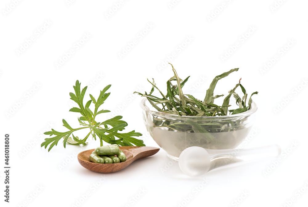 Alternative medicine with mugwort or artemisia annua isolated on white background.