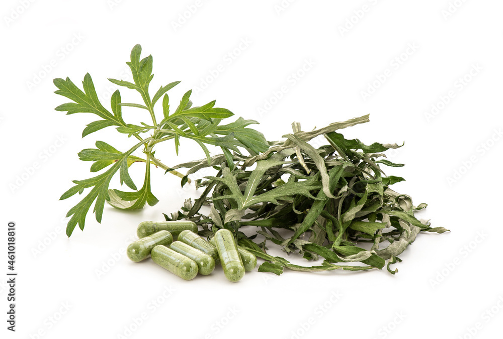 Alternative medicine with mugwort or artemisia annua isolated on white background. Alternative medicine with mugwort or artemisia annua isolated on white background.