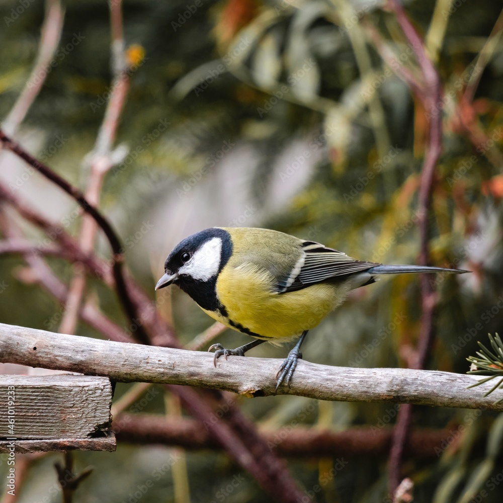 Obraz premium Bird titmouse close-up on a twig on the background of the forest. Bird watching