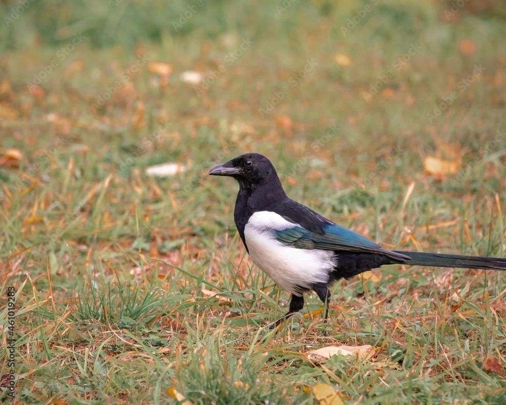 Bird Magpie close-up on a background of grass with fallen leaves. Bird watching Bird Magpie close-up on a background of grass with fallen leaves. Bird watching