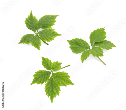 Gynostemma pentaphyllum or jiaogulan green leaf isolated on white background with clipping path.