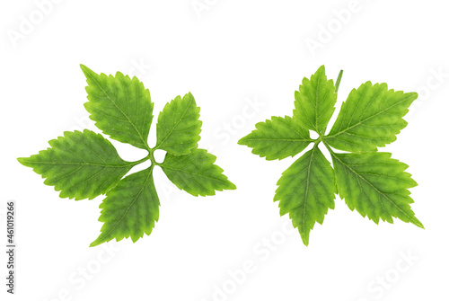 Gynostemma pentaphyllum or jiaogulan green leaf isolated on white background with clipping path.