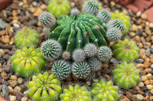 Many varieties of cactus are arranged as a small garden.