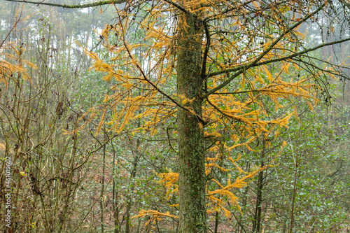 Larch tree with autumnal fellow foliage