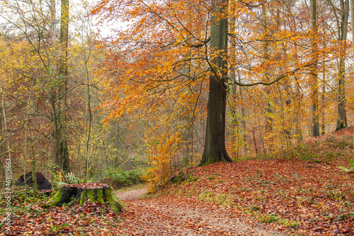 Footpath in autumn forest photo