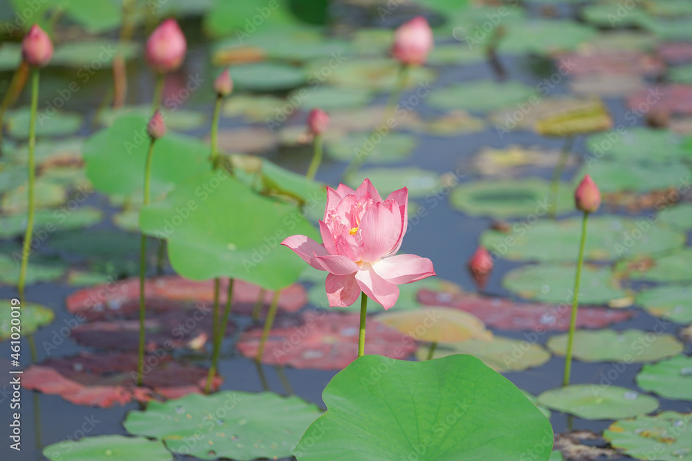 pink lotus flower in the swamp pink lotus flower in the swamp